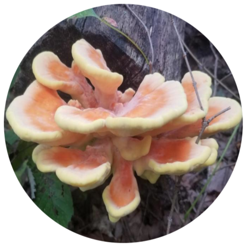 chicken of the woods