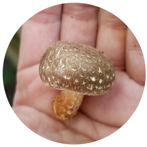 shiitake in hand