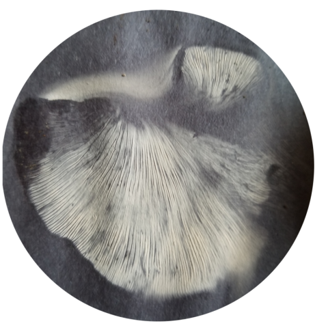 spore print