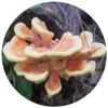 chicken of the woods