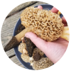 morels