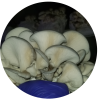 oyster mushrooms