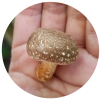 shiitake in hand