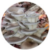 blue oyster mushrooms